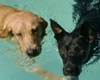 pet friendly hotels in santa barbara, dogs allowed hotels in santa barbara california