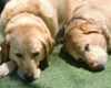 pet friendly hotels in santa barbara, dogs allowed hotels in santa barbara california