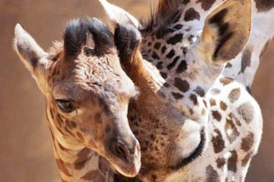 santa barbara zoo